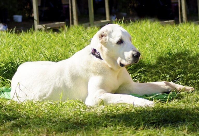 Ellenbogendysplasie bei Hunden
