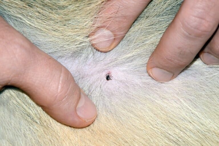 Exspot für den Hund