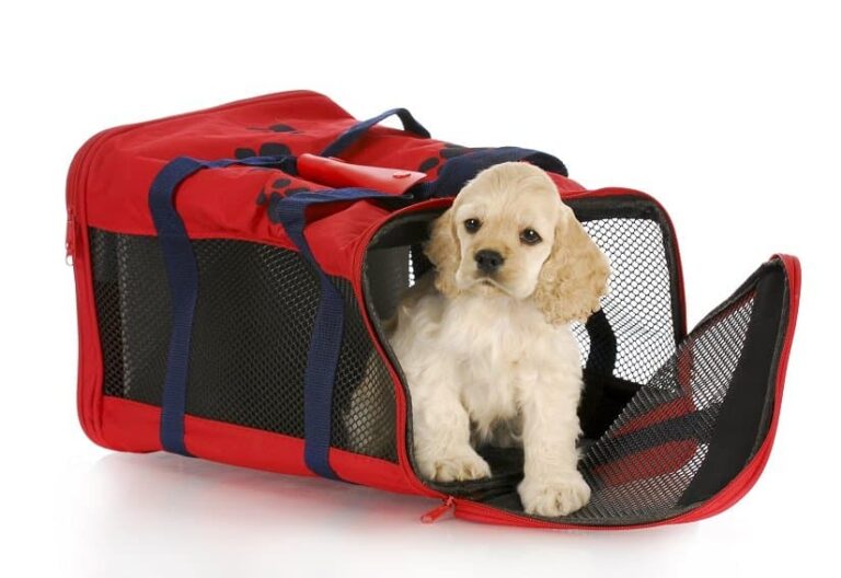 Faltbare Hundebox