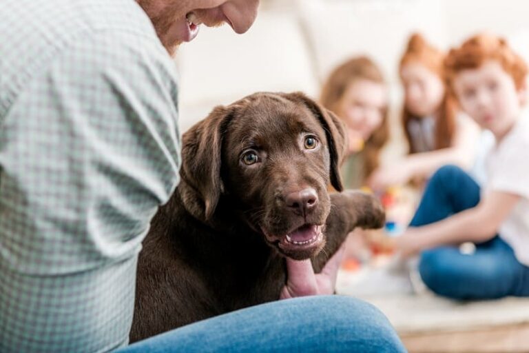Familienhunde