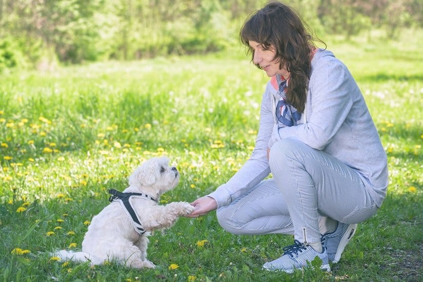 Frau trainiert Hund ohne Ferntrainer