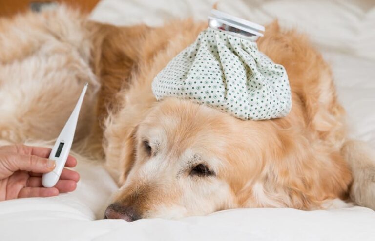 Fieber beim Hund