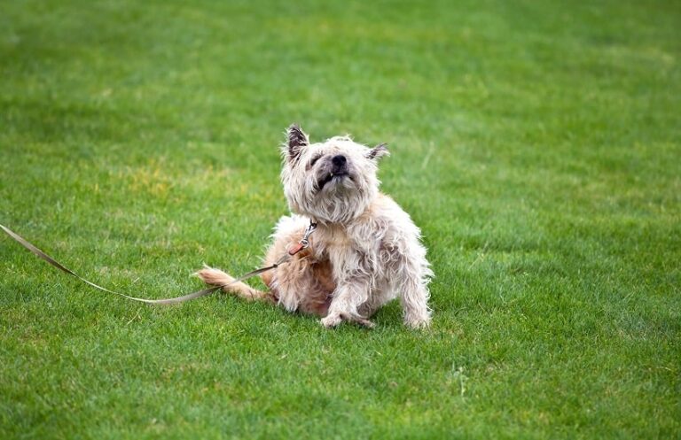 Flohmittel für den Hund