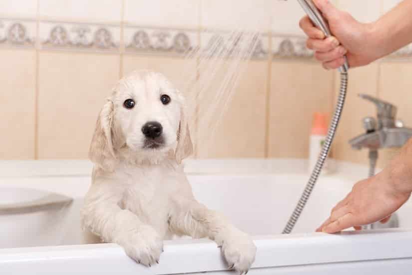 Flohshampoo für den Hund gibt es auch auf natürlicher Basis