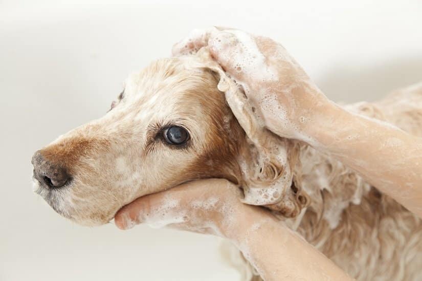Flohshampoo für den Hund