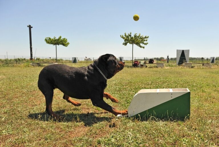 Flyball für Hunde