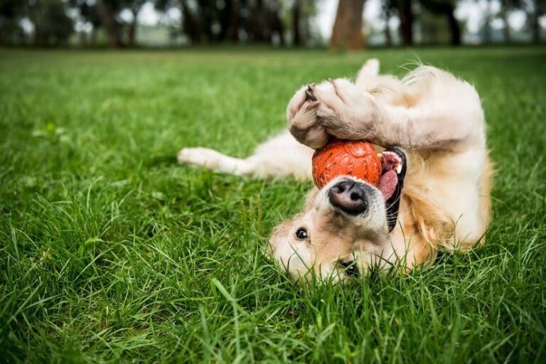 Futterball für den Hund
