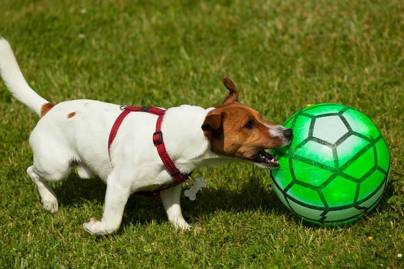 Jack Russell Terrier spielt mit einem Ball
