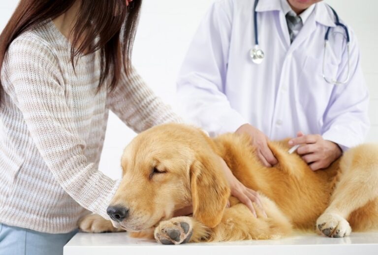 Gebetsstellung beim Hund