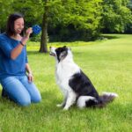 Gitterball für Hunde, ein Spielzeug, das jeder Hund haben sollte