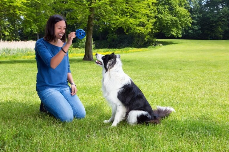 Gitterball für Hunde, ein Spielzeug, das jeder Hund haben sollte