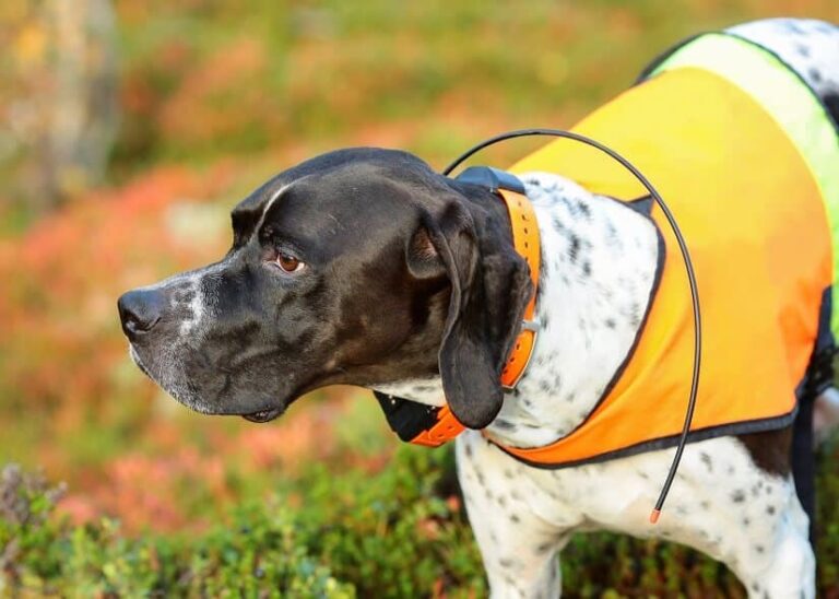 GPS Hundehalsband