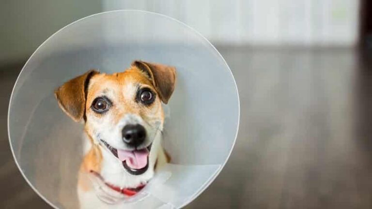 Halskrause für den Hund