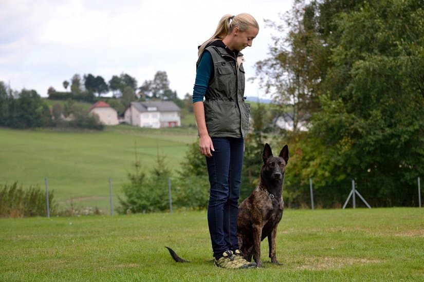 Der Holländische Schäferhund: beliebt als Hof- und Wachhund