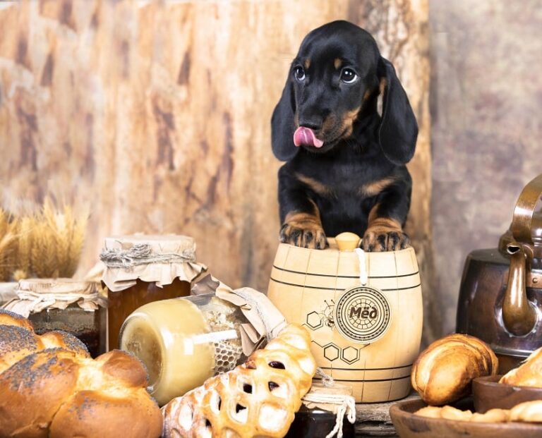 Honig für den Hund