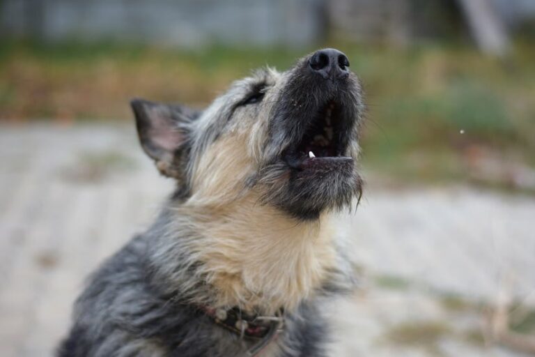Dem Hund das Bellen abgewöhnen – so klappt es!