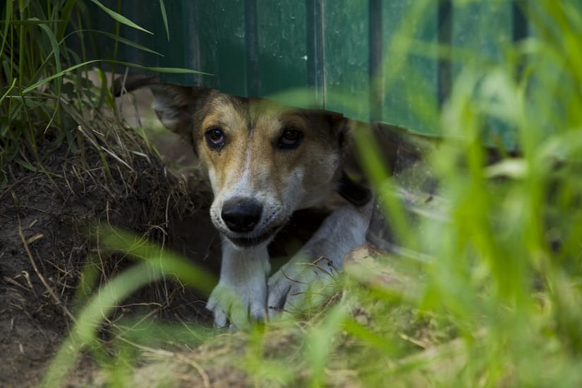 Ein Hund geht unter einem Zaun hindurch