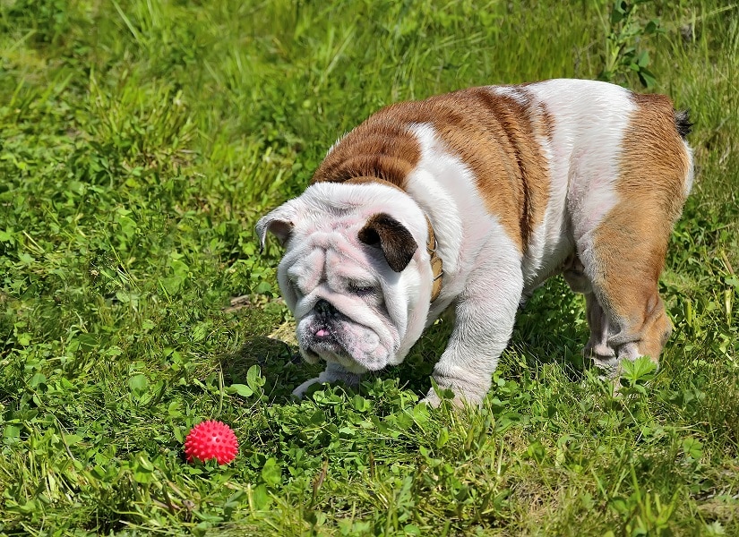 Ein Hund spielt mit einem kleinen Ball