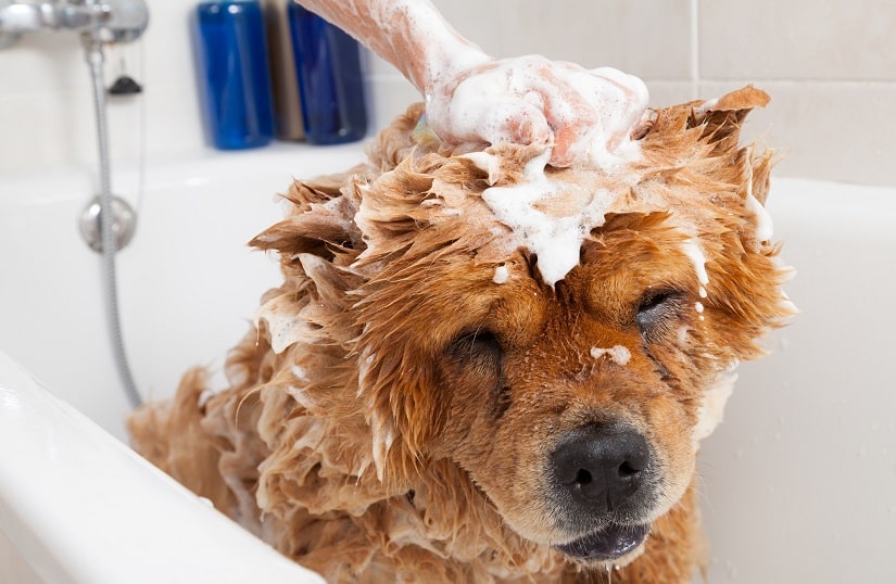 Hund wird gebadet mit Hundeshampoo