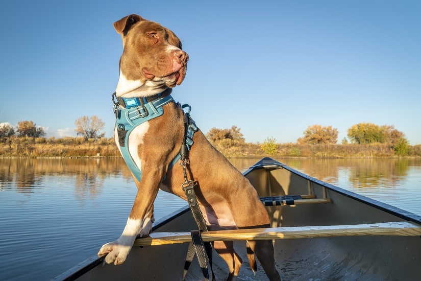 Hund mit orthopädischem Hundegeschirr auf Boot.