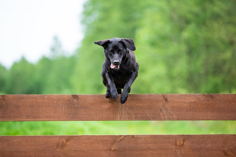 Ein Hund springt über einen Zaun
