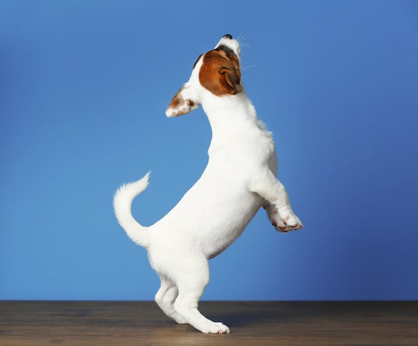Jack Russell Terrier beim Dogdancing