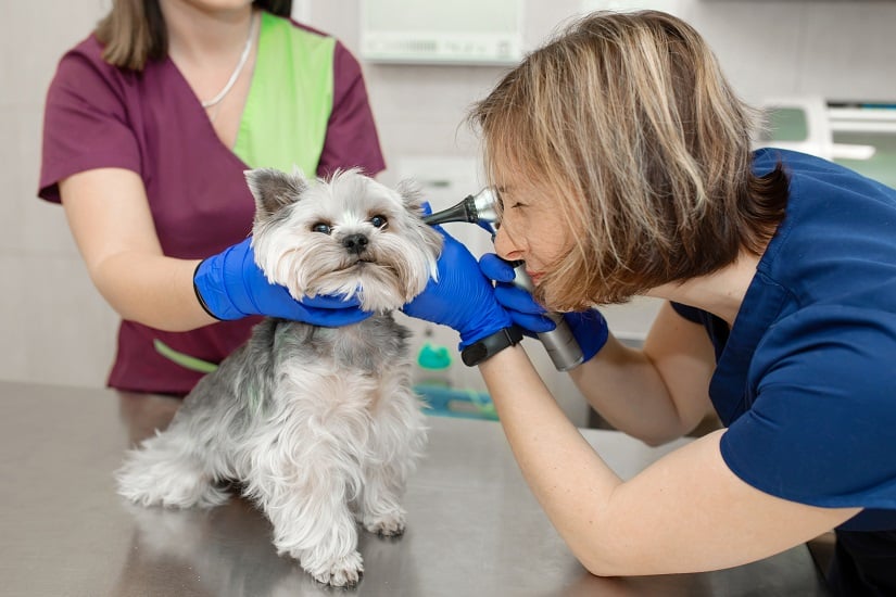 Tierärztin untersucht die Ohren eines niedlichen Hundes