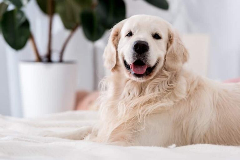 Hundebett XXL