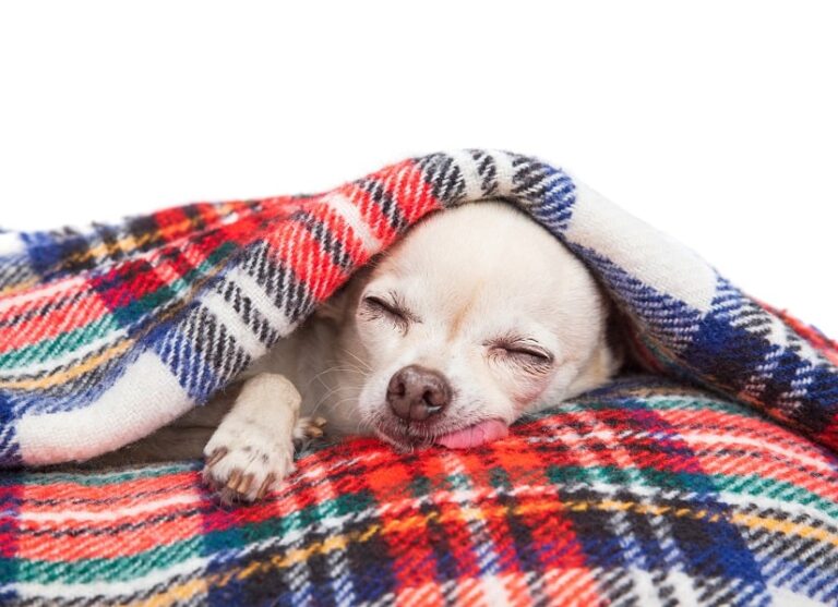 Hundedecke