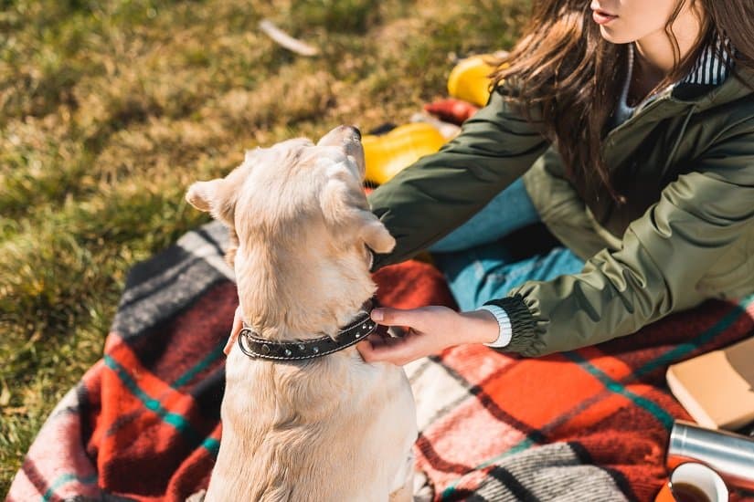 Ist Hundeerziehung mit speziellen Halsbändern sinnvoll und tiergerecht?