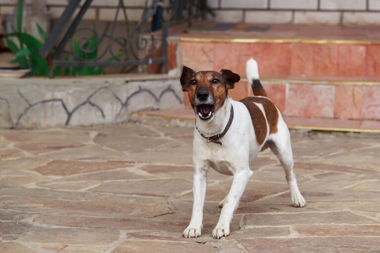 Hundegebell als Abschreckung – funktioniert das wirklich?