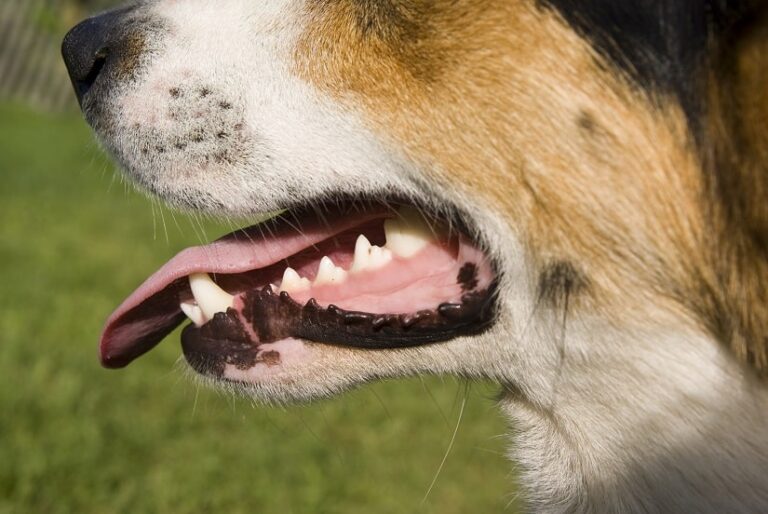 Das Hundegebiss und was man darüber wissen sollte