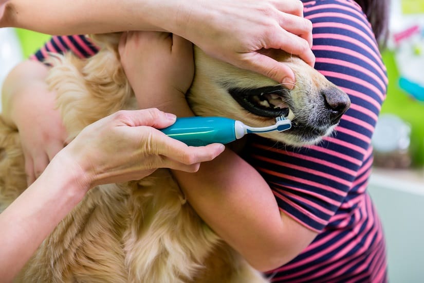 Hundegebiss-Pflege bei der Zahnärztin