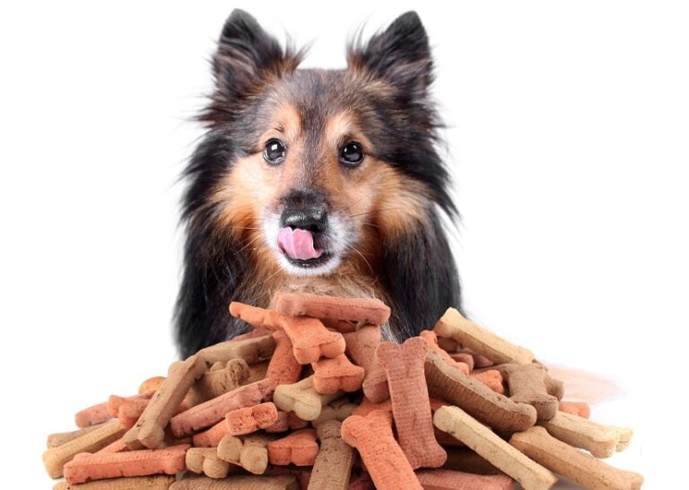 Hundekekse selber backen – weil es ganz einfach ist