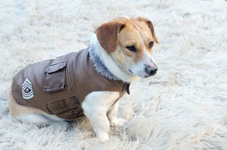 Hundekleidung, weil einige Hunde sie einfach brauchen