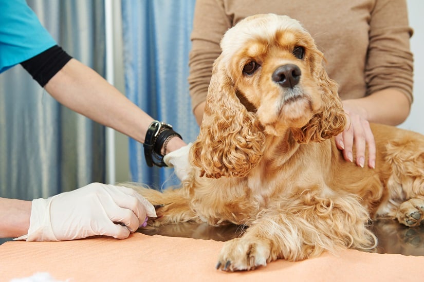 Hundekrankenversicherung – Darauf sollten Sie vor dem Abschluss achten