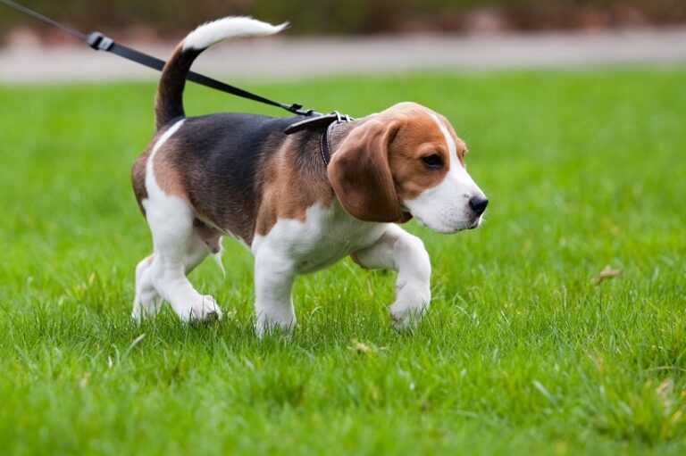 Hundeleine für kleine Hunde