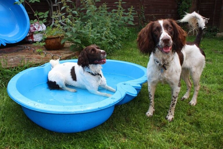 Das Hundeplanschbecken