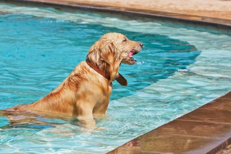 Der Hundepool XXL