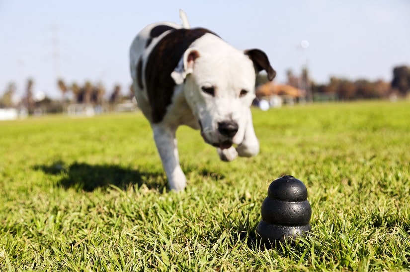 Hund rennt zum Spielzeug auf einem Rasen