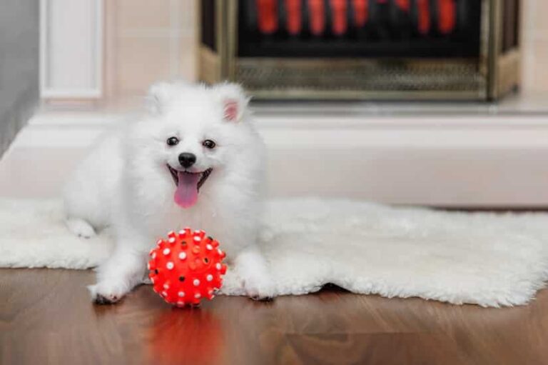 Hundespielzeug