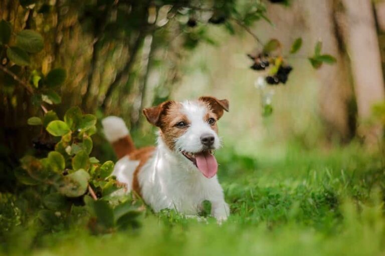 Hundespielzeug mit Saugnapf
