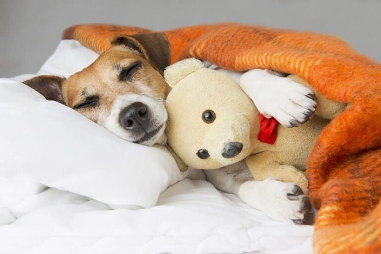 Hundewasserbett