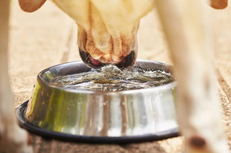 Hundewassernapf