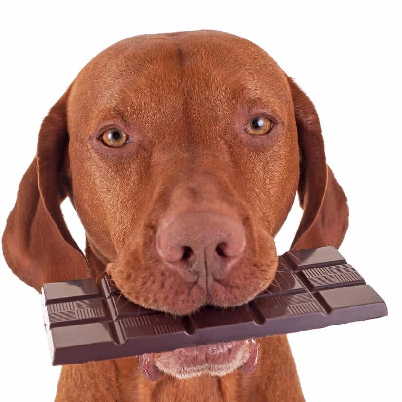 ist Schokolade giftig für Hunde