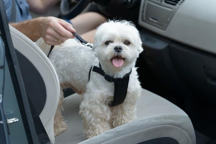 Kleiner Hund mit Führgeschirr im Auto. 