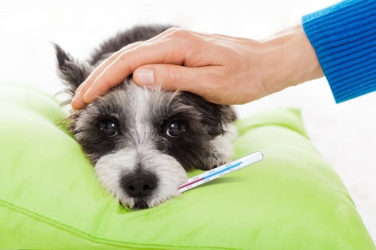 Körpertemperatur beim Hund