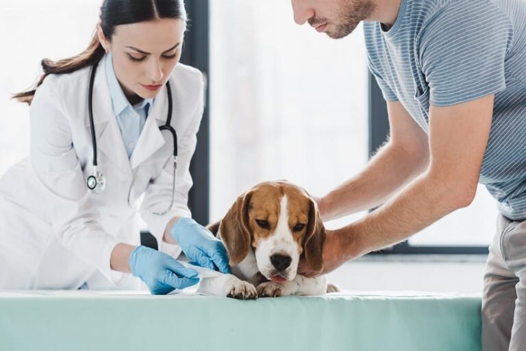 Kreuzbandriss beim Hund
