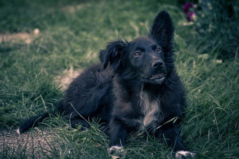 Kroatischer Schäferhund