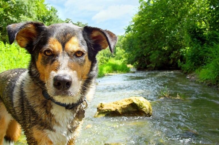 Kühldecke für Hunde
